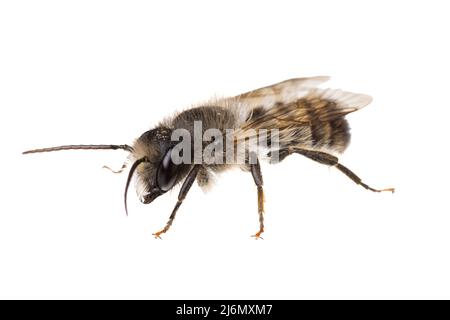 Insectes d'europe - abeilles: Vue de côté macro de l'abeille rouge masculine Osmia bicornis (rote Mauerbiene allemande) isolée sur fond blanc Banque D'Images