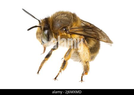 Insectes d'europe - abeilles: Macro de femelles Anthophora crinipes (Pelzbienen) isolé sur fond blanc - vue latérale Banque D'Images