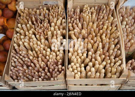 Asperges blanches en vente au festival asperges, Payrignac, département Lot, France Banque D'Images