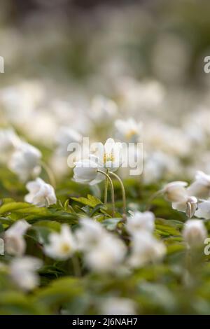 Beau tapis vernal d'anémone de bois, Anemone nemorosa fleurissant dans des fleurs blanches pures dans la nature estonienne au printemps Banque D'Images