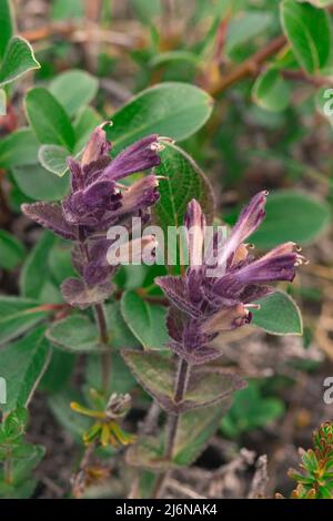 Bartsia alpine, fjord de Qarasuk, Groenland, Danemark Banque D'Images