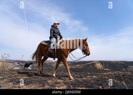 El patio Ranch, Frontier Horses, Aso, Kumamoto Kyushu, Japon Banque D'Images