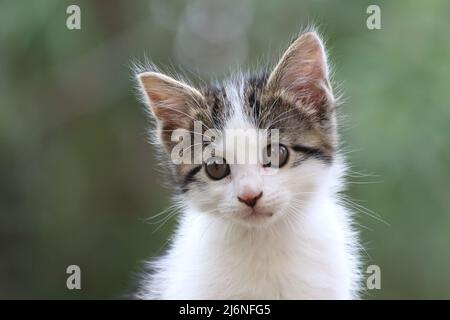 Beaux chatons au printemps Banque D'Images