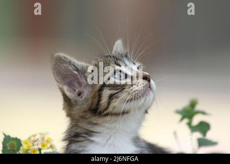 Gros plan d'un jeune chaton tabby regardant vers le haut parmi des fleurs jaunes et blanches à la lumière naturelle Banque D'Images