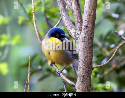 Garrulax courtoisi, juré bleu, perché sur un arbre. Cette petite passereau, endémique à Jiangxi, en Chine, est maintenant en danger critique d'extinction dans Banque D'Images