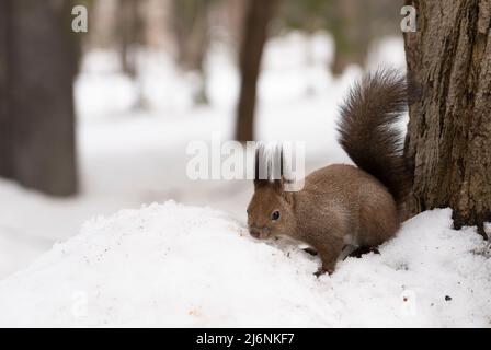 Hokkaido écureuil roux dans le parc Maruyama, ville de Sapporo, Hokkaido, Japon Banque D'Images