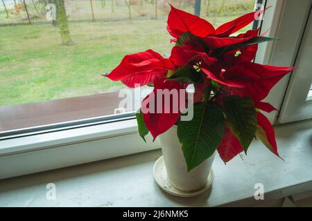 Fleur de poinsettia dans un pot debout sur un rebord de fenêtre Banque D'Images