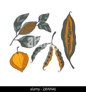 Graines gousses grain set main dessin Doodle couleur, gousse, grain, haricot, physalis. Arrière-plan blanc isolé. Illustration vectorielle Illustration de Vecteur