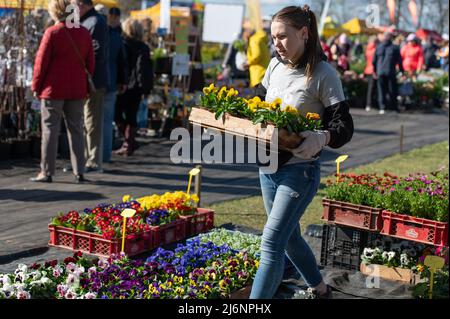 Sigulda,Lettonie- 30 avril 2022: Jeune femme jardinière tenant une boîte de fleurs sur le marché des semis Banque D'Images