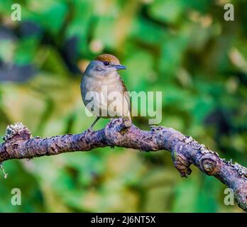 Perchée femelle Blackcap Banque D'Images