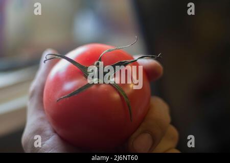 Tomate rouge. Légumes frais. Plante de jardin en main. Fruits mûrs à la lumière de la fenêtre. Alimentation saine d'origine naturelle. Banque D'Images