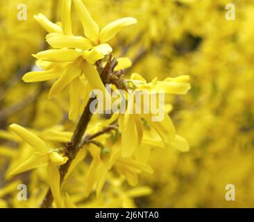 Gros plan sur les fleurs de forsynthia en fleurs Banque D'Images