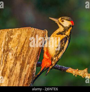 Great Spotted Woodpecker Banque D'Images