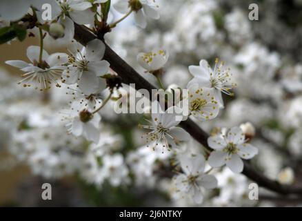 Fleurs de noyer sur l'arbre gros plan. Macro de fleurs de printemps blanches. Banque D'Images