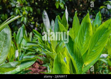 Gros plan sur les feuilles de Ginger qui poussent sur une ferme à Zanzibar, en Tanzanie Banque D'Images