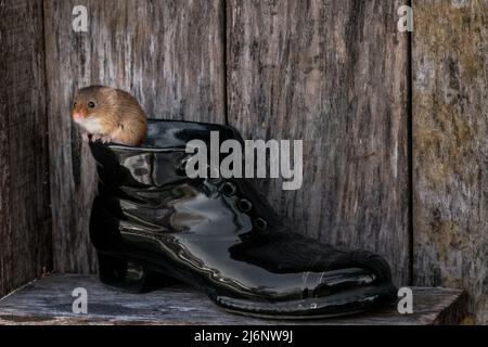 Une minuscule souris de récolte joue entre les outils sur une étagère dans un hangar en bois Banque D'Images