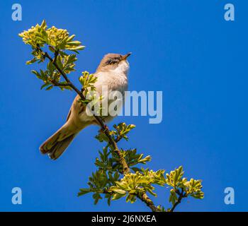 Chant de Whitethroat commun Banque D'Images