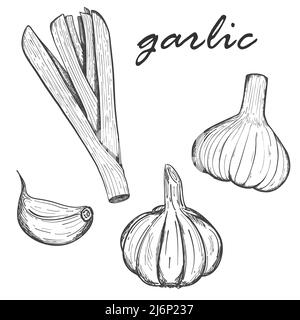 Une collection d'ail. Ensemble de ail Clove, tête entière et légumes verts. Pour la conception de menu, les recettes et les magazines de cuisine. Illustration vectorielle noir et blanc Illustration de Vecteur