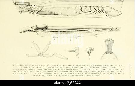 HAG-FISH (Myxine glutinosa), extrémité antérieure disséquée pour montrer les six poches de branchies arrondies, etc. [Haut] Hag-FISH ouvert pour montrer l'organe génératif hermaphrodite dans l'état masculin. [Centre] oeufs de Hag-Fish californien reliés par leurs filaments polaires. Filaments polaires de même hypertrophiés. Extrémités de filaments simples plus agrandies [bas] du livre ' reptiles, amphibie, poissons et chordata inférieur ' par Joseph Thomas Cunningham, Richard Lydekker, George Albert Boulenger, John Arthur Thomson, Date de publication 1912 Editeur Londres : Methuen Banque D'Images