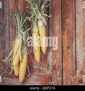 L'automne encore la vie avec des oreilles suspendues de maïs dans une maison rurale sur le fond de vieilles portes en bois avec de l'espace pour le texte Banque D'Images