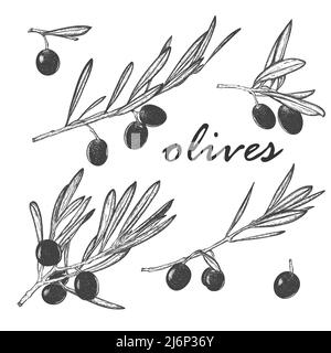 Un ensemble de branches d'olive isolées avec des baies et des feuilles. Pour le conditionnement de l'huile d'olive et des cosmétiques naturels. Éco-produit. Dessiné à la main et isolé sur un coup Illustration de Vecteur