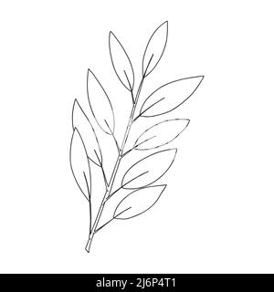 Une branche de plantes avec des feuilles sur la tige. Élément décoratif botanique. Illustration vectorielle simple en noir et blanc dessinée à la main, isolée sur un blanc Illustration de Vecteur