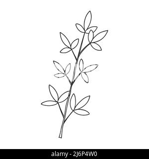 Une branche de plantes avec des feuilles sur la tige. Élément décoratif botanique. Illustration vectorielle simple en noir et blanc dessinée à la main, isolée sur un blanc Illustration de Vecteur