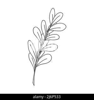 Une branche de plantes rondes avec des feuilles sur la tige. Élément de conception botanique pour magazines, articles et brochures. . Illustrat vectoriel noir et blanc simple Illustration de Vecteur