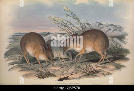 ÉTEINT le bandicoot à pied de cochon du sud (Chaeropus ecaudatus ici comme Chaeropus casenotis) était une petite espèce de marsupial herbivore du genre Chaeropus, les bandicoots à pied de cochon. Art d'histoire naturelle tiré du livre « les mammifères de l'Australie » par John Gould, 1804-1881 Date de publication 1863 Éditeur London, imprimé par Taylor et Francis, pub. Par l'auteur Volume 1 (1863) Banque D'Images