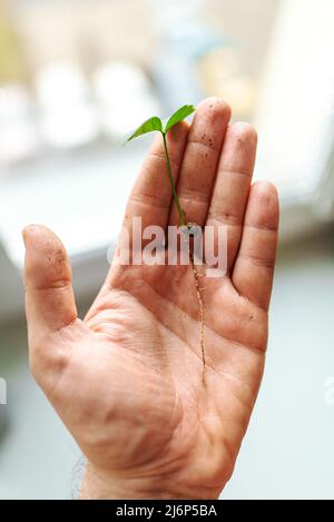 Petit sprout d'une plante d'agrumes dans la main d'un homme. Banque D'Images