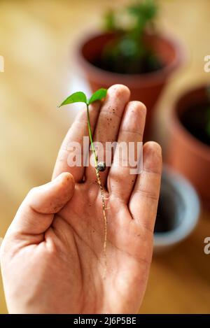 Petit sprout d'une plante d'agrumes dans la main d'un homme. Banque D'Images