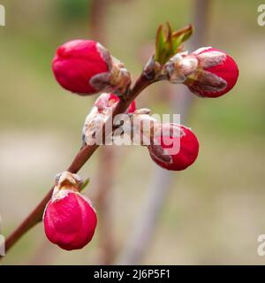 De jolis bourgeons sakura tendres au printemps sur un arbre. Banque D'Images