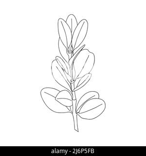 Une branche de plantes rondes avec des feuilles sur la tige. Élément de conception botanique pour magazines, articles et brochures. . Illustrat vectoriel noir et blanc simple Illustration de Vecteur