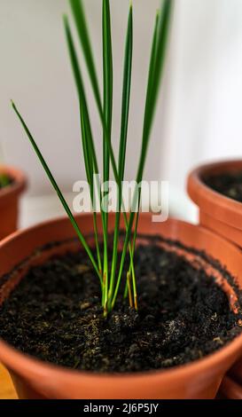 Pousses de plantes fruitières dans un pot. Banque D'Images