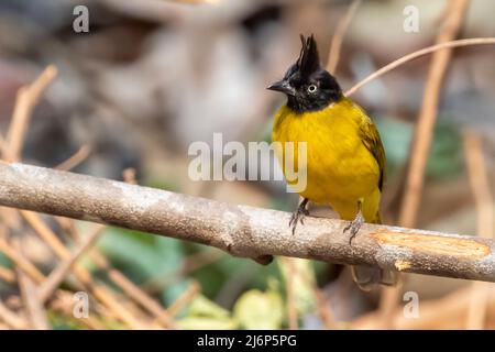 Image d'un oiseau de Bulbul à crête noire sur une branche d'arbre sur fond de nature. Animaux. Banque D'Images