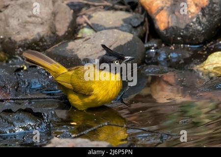 Image d'un oiseau de Bulbul à crête noire qui va boire de l'eau sur fond de nature. Animaux. Banque D'Images