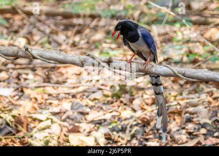 Image de l'oiseau rouge de la région bleue de la région de la Magpie sur une branche d'arbre en arrière-plan de la nature. Animaux. Banque D'Images