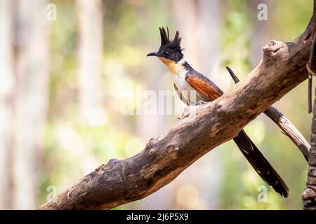 Image de la coucou ailé de Chestnut sur une branche d'arbre sur fond de nature. Oiseau. Animaux. Banque D'Images