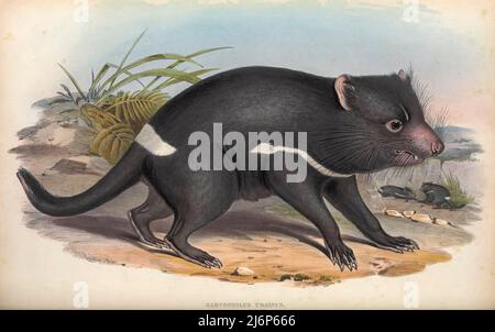 Le diable de Tasmanie (Sarcophilus harrisii ici comme Sarcophilus ursinus) est un marsupial carnivore de la famille des Dasyuridae. Jusqu'à récemment, il n'était présent que sur l'île de Tasmanie, mais il a été réintroduit en Nouvelle-Galles du Sud en Australie continentale, avec une petite population reproductrice. Art d'histoire naturelle tiré du livre « les mammifères de l'Australie » par John Gould, 1804-1881 Date de publication 1863 Éditeur London, imprimé par Taylor et Francis, pub. Par l'auteur Volume 1 (1863) Banque D'Images