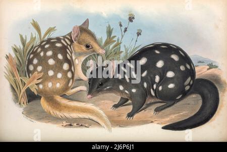 Le quoll de l'est (Dasyurus viverrinus), que l'on trouve seulement en Australie, et autrefois connu sous le nom de chat indigène de l'est, est un marsupial dasyuride de taille moyenne carnivore. Ils sont répandus et même communs localement en Tasmanie. Ils ont été considérés comme éteints sur le continent depuis 1960s, mais ont été réintroduits dans les sanctuaires clos en 2016, et plus récemment dans la nature en mars 2018.[4] c'est l'une des six espèces disparues de quolls. Art d'Histoire naturelle tiré du livre « les mammifères de l'Australie » de John Gould, 1804-1881 Date de publication 1863 Éditeur Londres, imprimé par Taylor a Banque D'Images