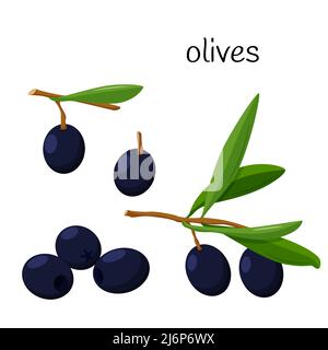 Olives noires. Entier sur une branche avec des feuilles, olives dénoyautées. Ingrédient, un élément pour la conception des emballages alimentaires, des recettes et des menus. Isolé sur W Illustration de Vecteur