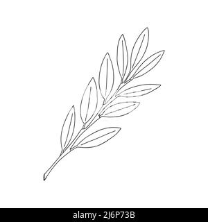 Une branche de plantes avec des feuilles sur la tige. Élément décoratif botanique. Illustration vectorielle simple en noir et blanc dessinée à la main, isolée sur un blanc Illustration de Vecteur