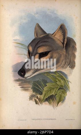 ÉTEINT la thylacine (Thylacinus cynocephalus) est un marsupial carnivore éteint originaire du continent australien et des îles de Tasmanie et de Nouvelle-Guinée. Le dernier animal vivant connu a été capturé en 1930 en Tasmanie. Il est communément connu sous le nom de l'œuvre d'histoire naturelle du tigre de Tasmanie tirée du livre « les mammifères de l'Australie » par John Gould, 1804-1881 Date de publication 1863 Éditeur Londres, imprimé par Taylor et Francis, pub. Par l'auteur Volume 1 (1863) Banque D'Images