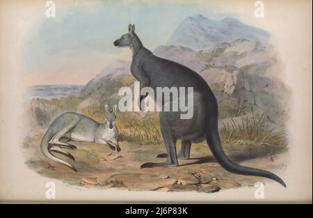 Le wallaroo commun (Osphranter robustus), également connu sous le nom d'euro, de wallaroo de colline, ou simplement de wallaroo, est une espèce de macropod. Art d'histoire naturelle tiré du livre « les mammifères de l'Australie » par John Gould, 1804-1881 Date de publication 1863 Éditeur London, imprimé par Taylor et Francis, pub. Par l'auteur Volume 2 (1863) Banque D'Images