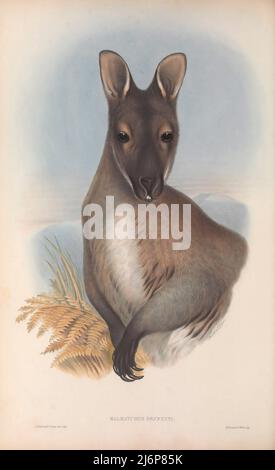 Le wallaby à col rouge ou wallaby de Bennett (Notamacropus rufogriseus ici comme Halmaturus bennettii) est un marsupial de taille moyenne (wallaby), commun dans les parties les plus tempérées et fertiles de l'est de l'Australie, y compris la Tasmanie. Des wallabies à col rouge ont été introduits dans plusieurs autres pays, dont la Nouvelle-Zélande, le Royaume-Uni (en Angleterre et en Écosse), l'Irlande, l'île de Man, la France et l'Allemagne. Art d'histoire naturelle tiré du livre « les mammifères de l'Australie » de John Gould, 1804-1881 Date de publication 1863 Éditeur London, imprimé par Taylor et Francis, pub. Par le au Banque D'Images