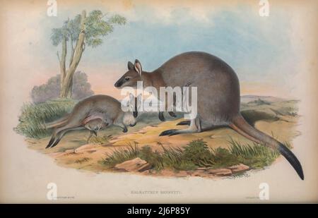 Le wallaby à col rouge ou wallaby de Bennett (Notamacropus rufogriseus ici comme Halmaturus bennettii) est un marsupial de taille moyenne (wallaby), commun dans les parties les plus tempérées et fertiles de l'est de l'Australie, y compris la Tasmanie. Des wallabies à col rouge ont été introduits dans plusieurs autres pays, dont la Nouvelle-Zélande, le Royaume-Uni (en Angleterre et en Écosse), l'Irlande, l'île de Man, la France et l'Allemagne. Art d'histoire naturelle tiré du livre « les mammifères de l'Australie » de John Gould, 1804-1881 Date de publication 1863 Éditeur London, imprimé par Taylor et Francis, pub. Par le au Banque D'Images