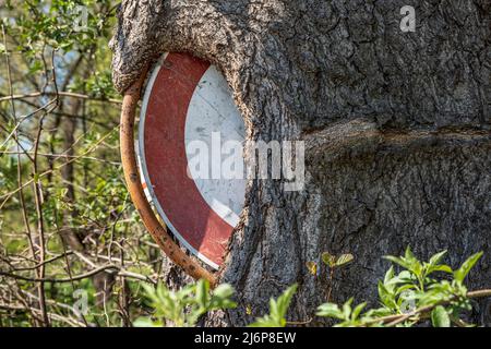 Le passage du panneau de signalisation interdit est presque complètement cultivé dans un arbre Banque D'Images