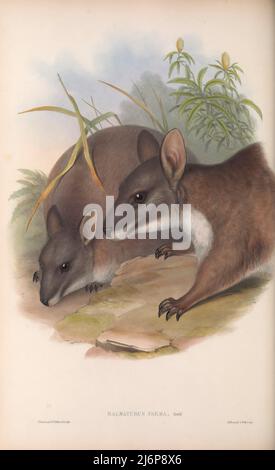 Le wallaby de parme (Notamacropus parme ici comme Halmaturus parme) est le plus petit membre du genre marsupial Notamacropus. Il habite des forêts humides de sclérophylle (feuillus) du nord de la Nouvelle-Galles du Sud, en Australie. Les wallabies adultes de parme pèsent généralement de 4 à 5 kg, avec une longueur de corps d'environ 0,5 m (1,6 pi). Le wallaby de parme a été décrit pour la première fois par le naturaliste britannique John Gould en 1840s. Timide, nocturne, et rarement rencontré par les gens, il était censé être éteint, mais a été redécouvert dans le 1960s sur plusieurs endroits. L'espèce reste rarement vue, avec quelques preuves pour un récent populat Banque D'Images