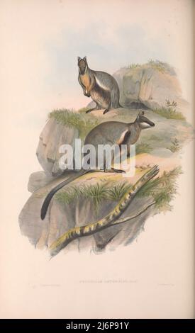 Le wallaby roc à flanc noir (Petrogale lateralis), [ici Rock-Wallaby à flanc de bande] également connu sous le nom de wallaby roc à pieds noirs ou warru, est une espèce de wallaby, une des nombreuses wallabies roc du genre Petrogale. Herbivore timide et nocturne, ses deux sous-espèces principales sont présentes dans des populations surtout isolées de l'ouest et du sud de l'Australie occidentale (WA), du territoire du Nord et de certaines parties de l'Australie méridionale (sa). Art d'histoire naturelle tiré du livre « les mammifères de l'Australie » par John Gould, 1804-1881 Date de publication 1863 Éditeur London, imprimé par Taylor et Francis, pub. Par Th Banque D'Images