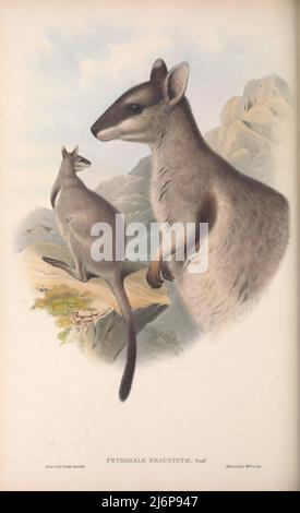 Le wallaby rocheux à étrement court (Petrogale brachyotis) est une espèce de wallaby rocheux que l'on trouve dans le nord de l'Australie, dans les parties les plus septentrionales du territoire du Nord et de l'Australie occidentale. Il est beaucoup plus grand que ses trois parents les plus proches, l'art d'histoire naturelle du livre « les mammifères de l'Australie » par John Gould, 1804-1881 Date de publication 1863 Éditeur Londres, imprimé par Taylor et Francis, pub. Par l'auteur Volume 2 (1863) Banque D'Images